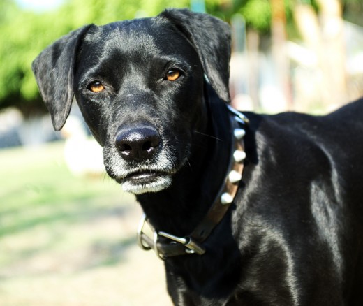 de todos mis perros este es el mas grande pero desde siempre el mas jugueton y adaptable con todos los perros que llegan, sean cachorros o adultos.